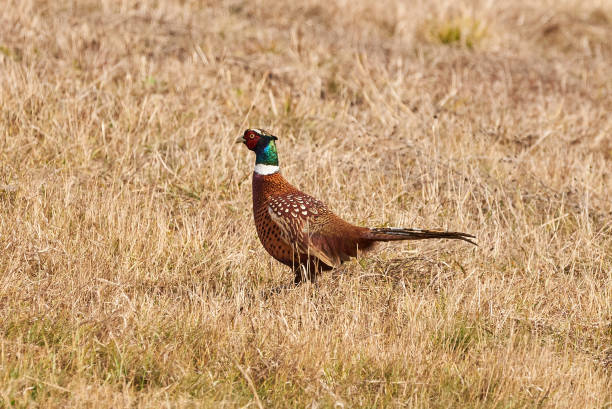 istock Common pheasant male in natural habitat 2196769041