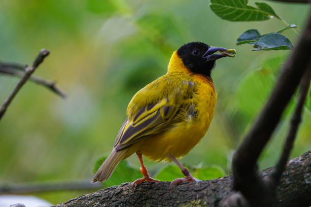 istock Black-headed weaver on a branch 2196771300