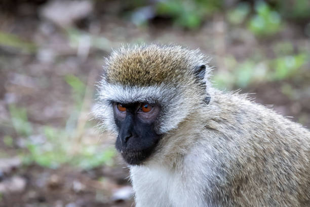 istock Closeup of Vervet monkey 2196774731