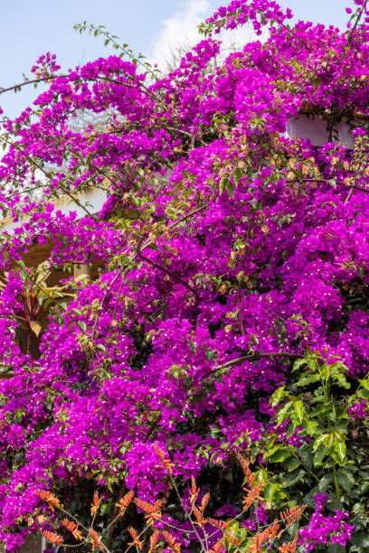 istock Bougainvillea flowers background 2196774758