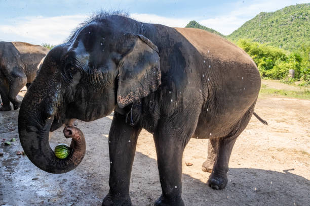 Asian Elephant in Thailand