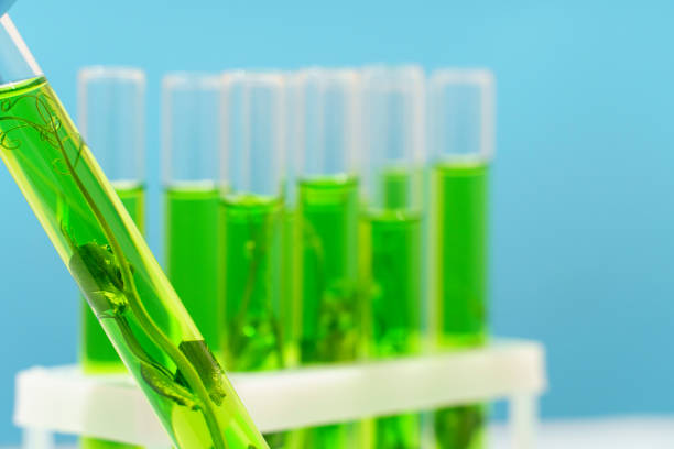 Biotechnology lab. Plant sprout in a test tube. Scientific laboratory and bioengineering. High quality photo