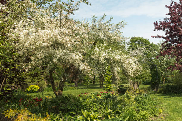 istock Ornamental apple tree with beautiful white flowers 2196778300