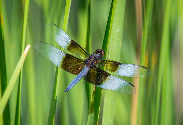 istock Widow Skimmer Dragonfly 2196778412