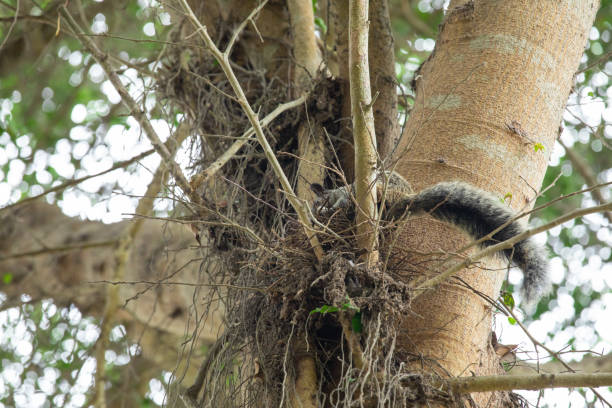 istock Peruvian white tail squirrel rodent urban wildlife 2196781151