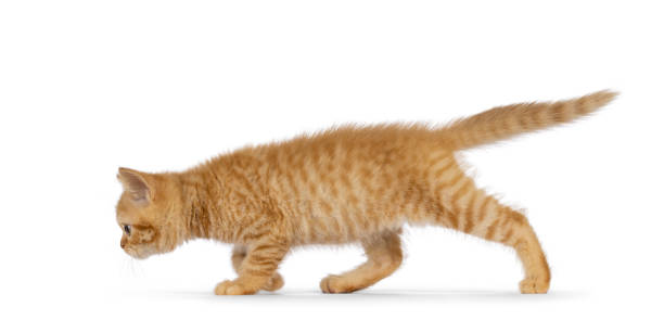 istock British Shorthair cat on white background 2196782700