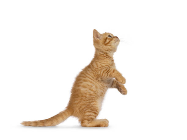 istock British Shorthair cat on white background 2196782733