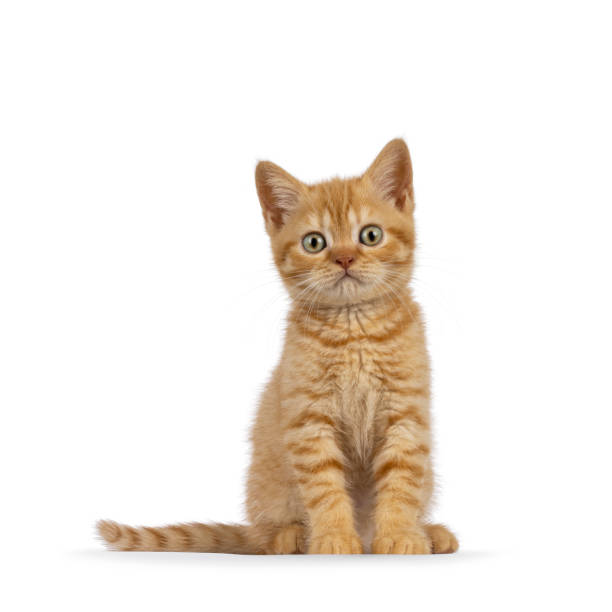 istock British Shorthair cat on white background 2196782759