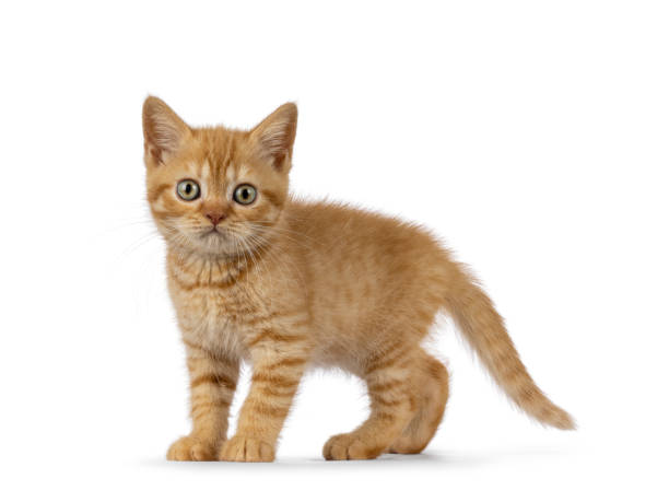 istock British Shorthair cat on white background 2196782779