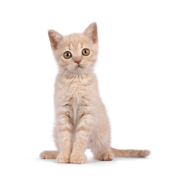 istock British Shorthair cat on white background 2196783107
