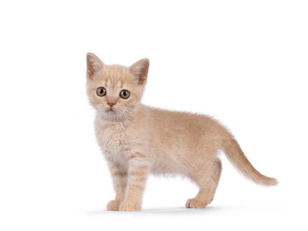 istock British Shorthair cat on white background 2196783154