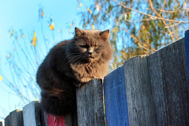 Fluffy cat sitting on fence post under bare tree