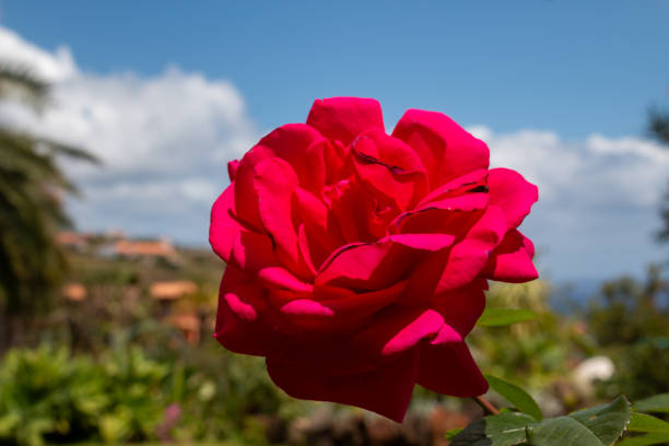 Illuminated bright blossom of red rose in a nature. Blue sky with white clouds in the background. Botanical garden in Canico, Madeira, Portugal.