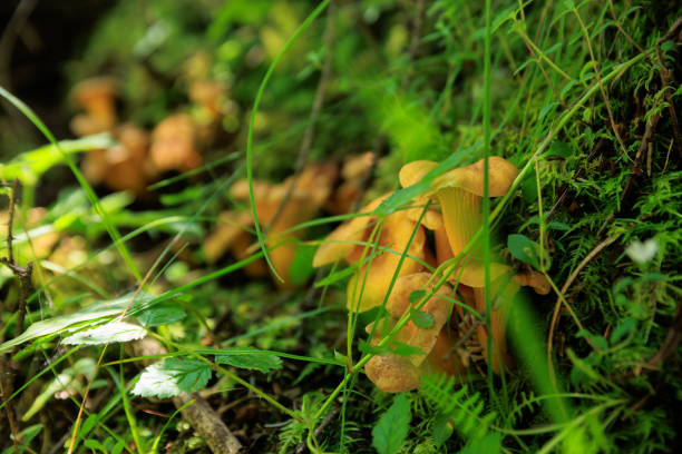A person holds a vibrant chanterelle mushroom, showcasing its unique shape and color against a backdrop of lush greenery in a tranquil outdoor setting.