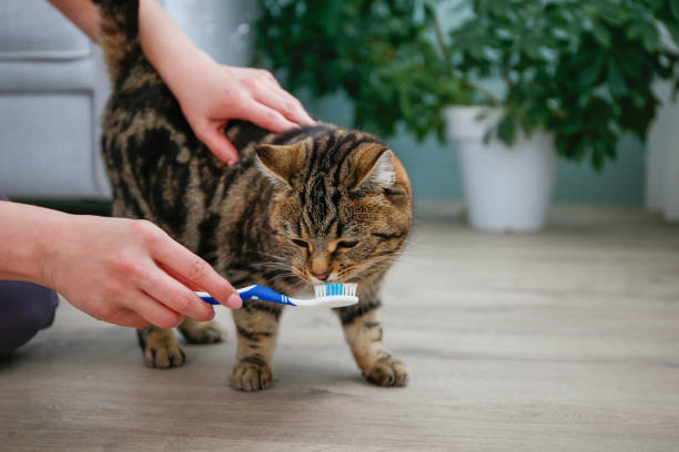 istock A woman brushes a cat's teeth with a toothbrush. 2196783873