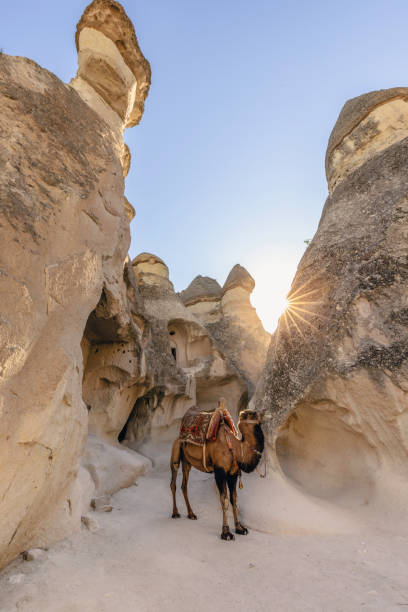 A camel stands among the towering fairy chimneys of Pasabag Valley, also known as Monks Valley, in Cappadocia, Turkey. The golden sunlight filters through the rock formations, casting a warm glow on the ancient landscape. Pasabag is famous for its unique geological formations, shaped by volcanic activity and erosion, making it one of the most iconic sites in Cappadocia. The presence of the camel adds a cultural and historical dimension to the scene, reminiscent of the region's rich history of trade and travel along the Silk Road