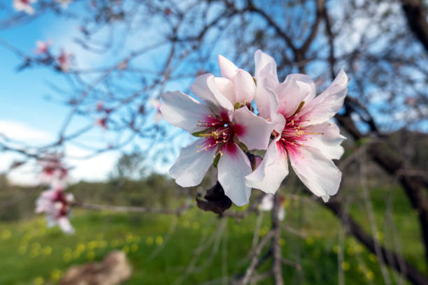 Flowering almond tree in winter in Southern Spain