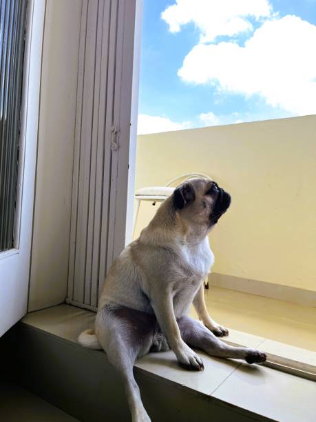 istock Relaxed Pug Enjoying a Serene Balcony View 2196788864