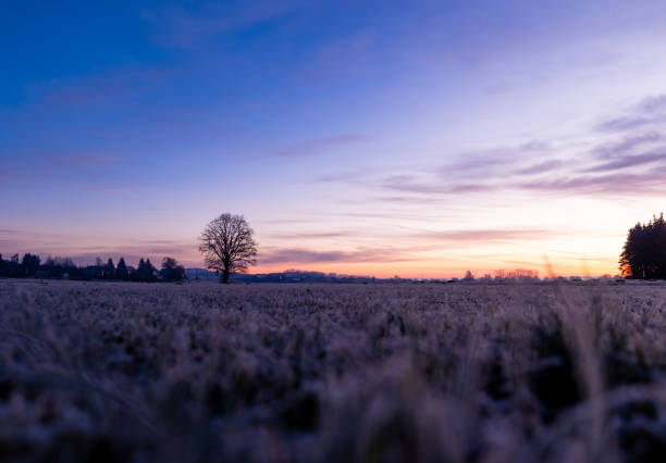 Danish nature in wintertime - dressed in frost and snow