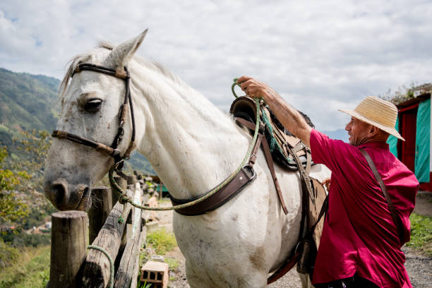 istock Mature man preparing saddle on horse on a farm 2196789413