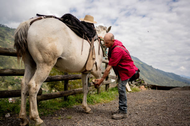Mature man preparing horse on a farm