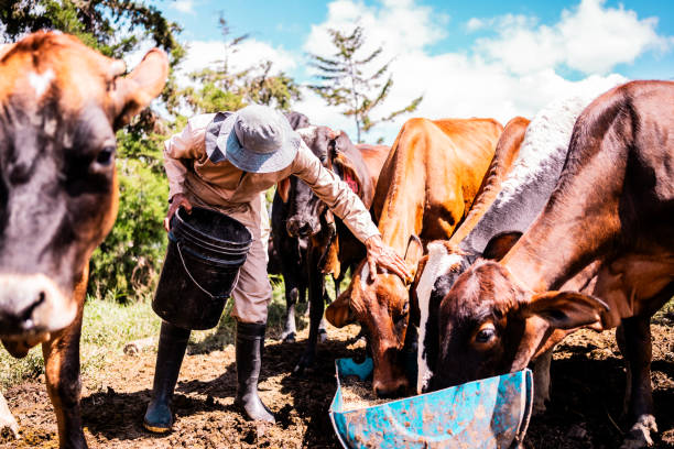 istock Farmer feeding cows in the pasture on a farm 2196789703