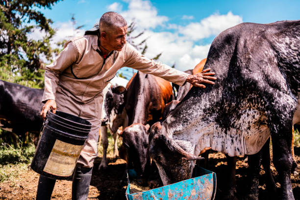 istock Farmer feeding cows in the pasture on a farm 2196790704