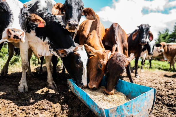 Cows feeding in the pasture on a farm