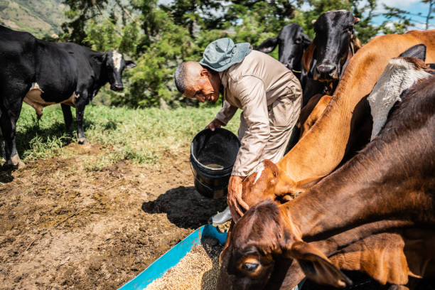 istock Farmer feeding cows in the pasture on a farm 2196791181