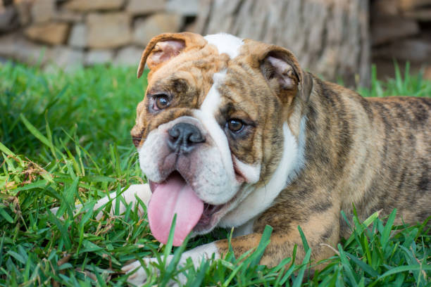 istock English bulldog pure breed dog 2196791990