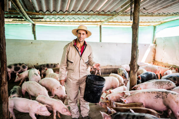 farmer taking care of pigs in a pigpen - pig production and size hình ảnh sẵn có, bức ảnh & hình ảnh trả phí bản quyền một lần