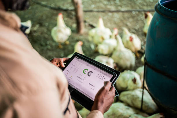 Close-up of a man using digital tablet in a chicken coop Close-up of a man using digital tablet in a chicken coop New technology trends in livestock stock pictures, royalty-free photos & images