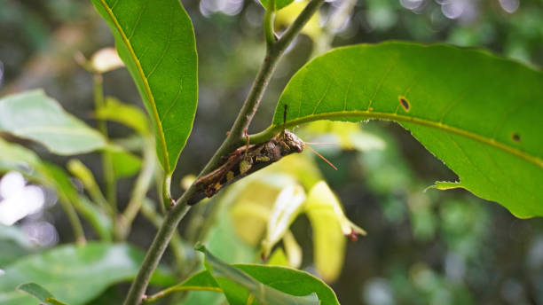 istock Grasshopper Camouflaged on Leaf in a Natural Green Forest Setting 2196793782
