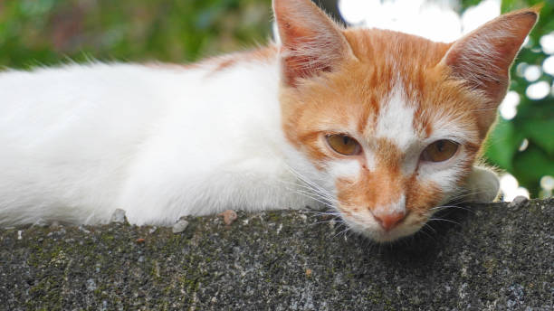 istock Close-Up of an Orange and White Cat Relaxing on a Stone Surface 2196793822