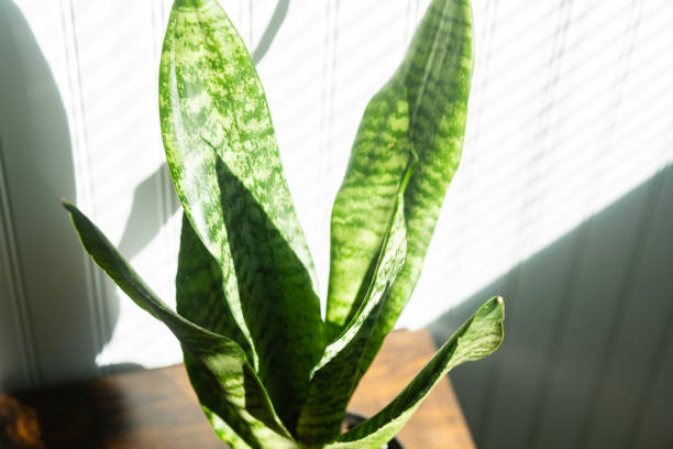 istock Snake Plant in Bright Sunlight Indoors 2196794392