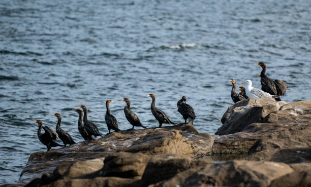 istock A seagull in a flock of cormorants 2196794728