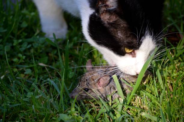 istock The cat is playing with a caught rat. 2196794966