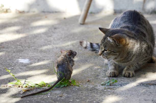 istock The cat is playing with a caught rat. 2196794980
