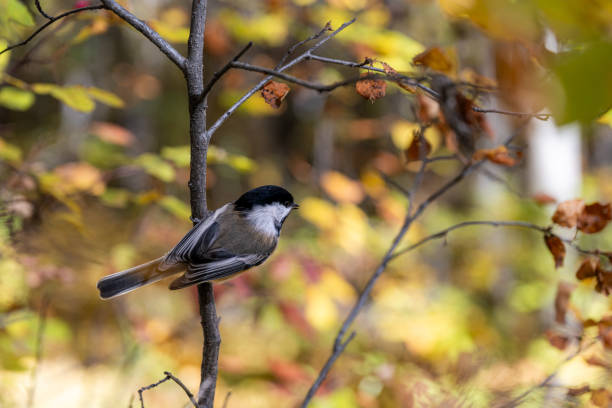 istock Black capped chickadee early autumn 2196795609