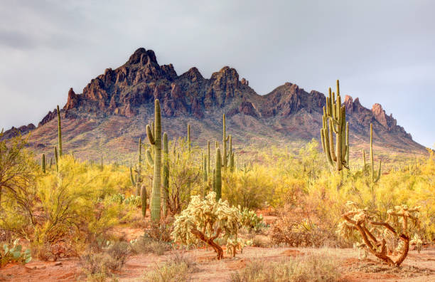 Ironwood Forest National Monument Ironwood Forest National Monument is located in the Sonoran Desert of Arizona near Tucson sonoran desert stock pictures, royalty-free photos & images