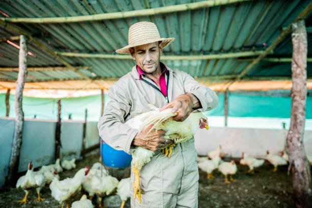 istock Farmer examining hen in a chicken coop 2196796681