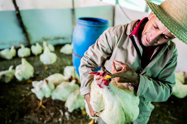 istock Farmer feeding hen in a chicken coop 2196796684