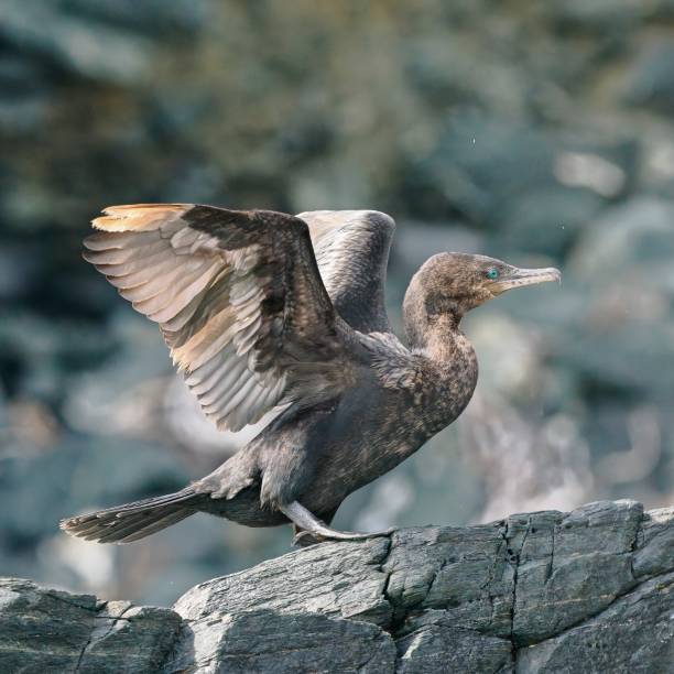 A Neotropic Cormorant (Phalacrocorax brasilianus), a resident bird across much of South America, perches on a seaside rock by the side of the Pacific Ocean in Chile