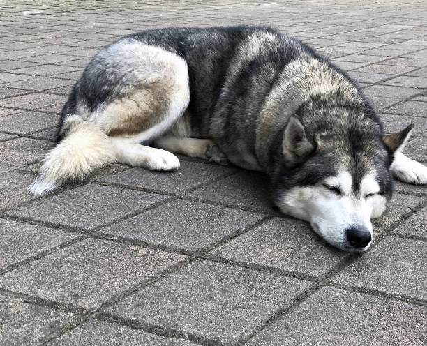 istock homeless Husky dog on pavement 2196798307