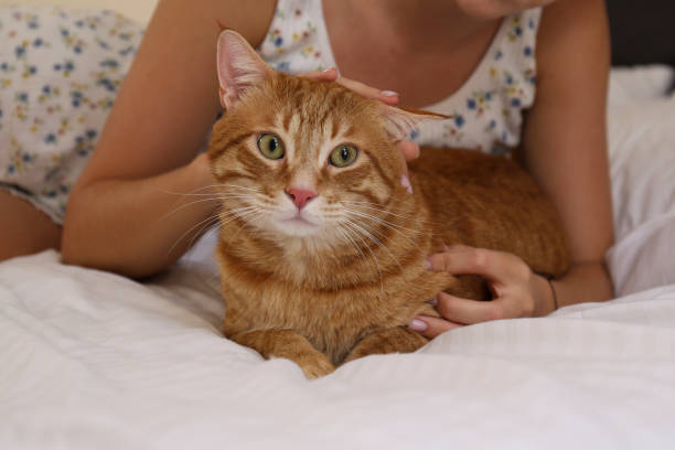 istock Young woman and a cat. 2196799341