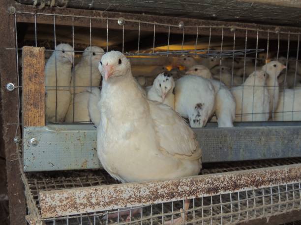 Large white young Texas quail sits on cage egg roll against background of cage full of domestic quails, cage keeping of poultry on country farm