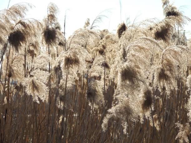 istock sunny reed dried flower in natural light 2196800863