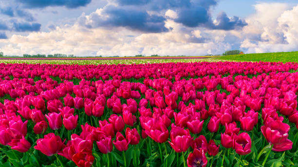 istock Red Tulip Field in the Netherlands under a Fluffy Clouded Sky 2196801262
