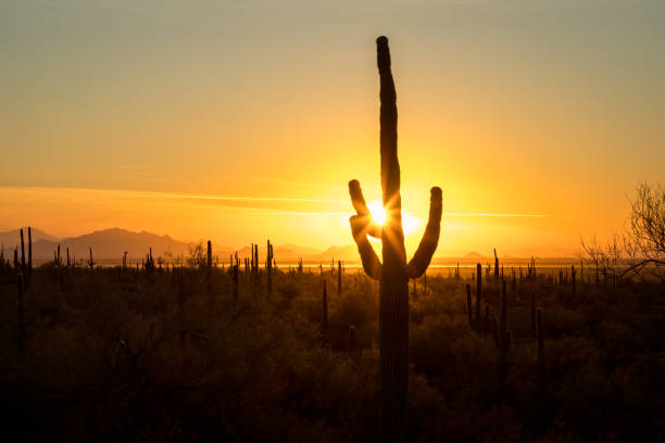 Arizona: Lone Saguaro, Blue Background, Close-Up Copy Space