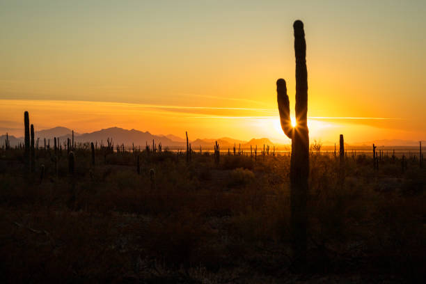 istock Scenic sunset over Saguaro Cacti in Arizona 2196801465